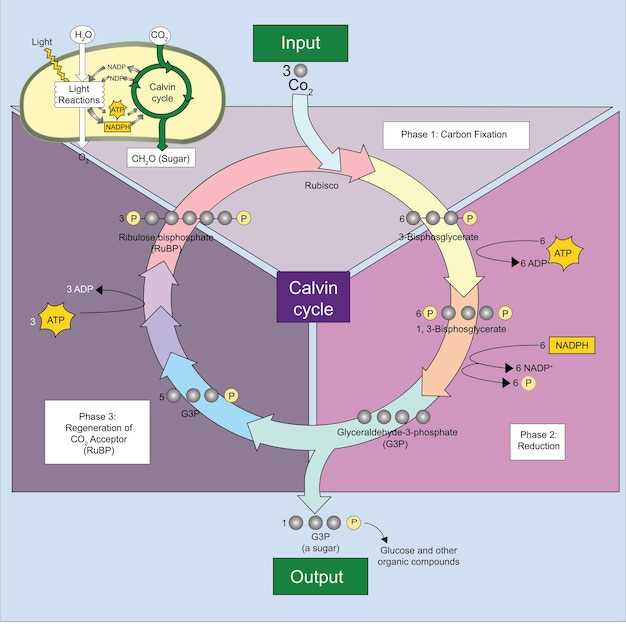 Rosuvastatin metabolism pathway