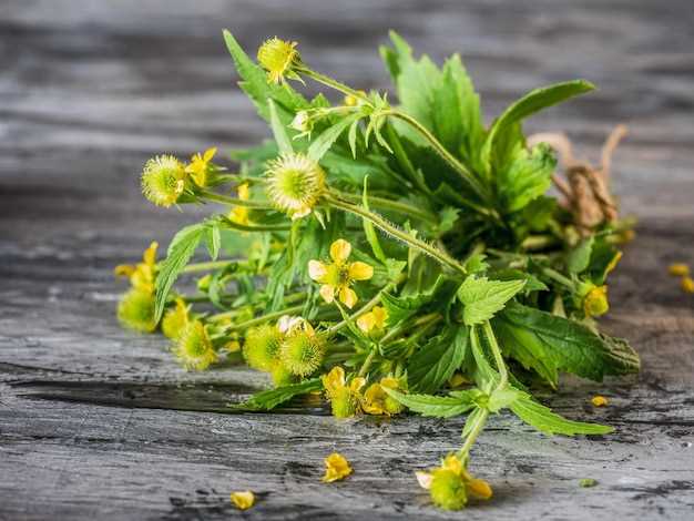 Rosuvastatin st john’s wort